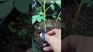 Relaxation | prune tomato plants in the morning