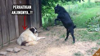 Kambing Songong Nantangin Anjing, Kelakuan Hewan² ini Bikin Gregetan yang Nonton