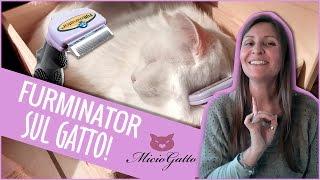 Furminator on CAT: my review and demonstration!