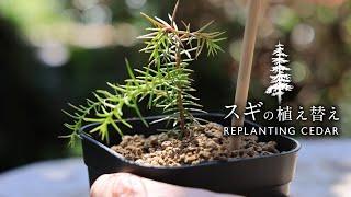 Replanting Cedar 2nd year after sowing【Bonsai diary  5/5】How to make easy bonsai for beginners EOS