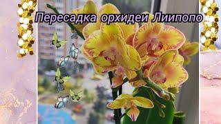 Быстрая пересадка орхидеи#обзор#орхидеи#пересадка#цветоводство#цветы