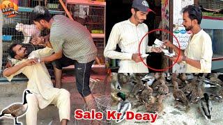 Sary Nayab Birds Hamza Shikari Ny Pets Market Main Sale Kr Deay