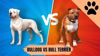 American Bulldog vs Staffordshire Bull Terrier - Which one is Best?