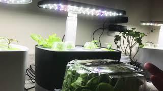 hydroponic Garden Update AeroGarden Harvest