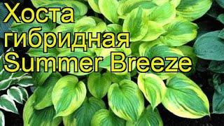 Хоста гибридная Саммер бриз. Краткий обзор, описание характеристик hosta hybrida Summer Breeze