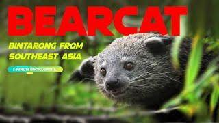 BEARCAT the Southeast Asia's Viverrine Mammal - 5-Minute Encyclopedia