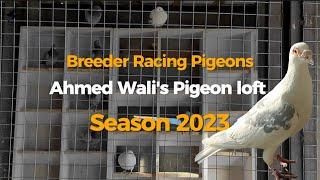 Breeder Racing Pigeons Of Ahmed Wali's Pigeon loft For Season 2023 | Racer Kabutar | Colombofilia |