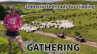 GATHERING!!! Thousands of acres to cover!! sheep sorted for clipping