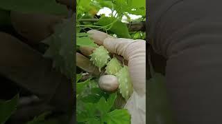 Picking little bitter gourds 17.06: Enjoy rural life, gardening & nature #rural #nature