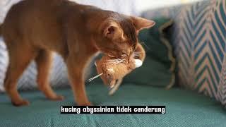 Keistimewaan Kucing Abyssinian: Menguak Fakta-Fakta Menarik yang Akan Membuat Anda Terpesona