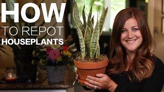 How to Repot a Houseplant // Garden Answer