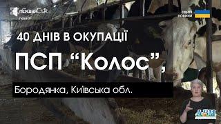 40 днів в окупації. ПСП “Колос”, Бородянка, Київська обл.