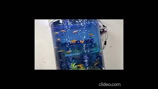 Large Aquarium Glass Fish Tank Semi Circle Living Room Cylindrical Water Gold Deco 金鱼缸玻璃水族箱 PF1-0008