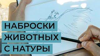 Как делать наброски животных с натуры? Советы художника Татьяны Глущенко