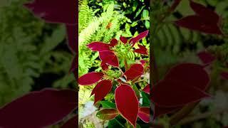 poinsettia plant #shorts #dhvanis_garden #poinsettia