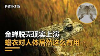 蟾蜍身上有个宝，一公斤能卖1万元，为什么无人敢养？