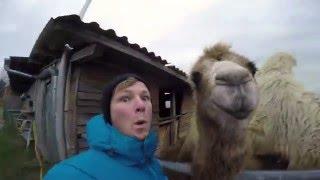 Camel Life | AUSTRIA HELPX | GoPro Hero 4