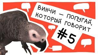 Винчи — попугай, который говорит. Сборник #5