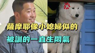 可愛薩摩耶竟然是個戲精，訓犬師還沒出手，它就裝死生起了悶氣