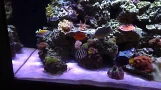 120g Reef Tank - Orange Diamond Goby