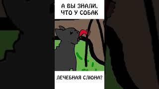 А вы знали, что у собак лечебная слюна? #собака #авызналиэто #академияброкколи #шортс #животные