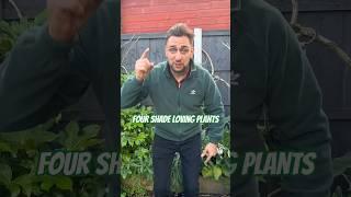 Four shade loving plants you need to add  to your garden | Plants for shade | Shady borders #garden