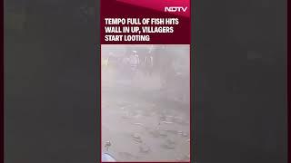 Tempo Full Of Fish Hits Wall In UP, Villagers Start Looting