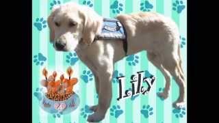 Comfort Dog Lily's First Year
