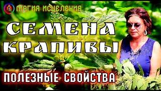 Семена крапивы полезные свойства | Чем полезна крапива, свойства крапивы