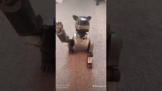 Mein Aibo Leon