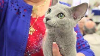 Is a Russian Blue the Right Cat for You?