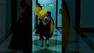 "️ Ninja Dog Alert! Watch This Stealthy Pup in Action! #catshorts #catviral"