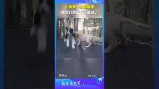 小狗第一次玩蹦床 被它們的反應可愛到了 #shorts #萌宠