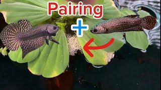 Hướng dẫn sinh sản cá hoang dã Betta-Wild betta breeding guide #betta #wildbetta #bettafishtank