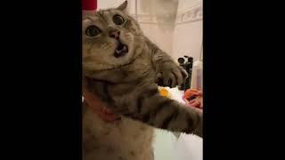 Смешные Коты Tik Tok - Лучшие приколы | Funny cats compilation. Подборка #6