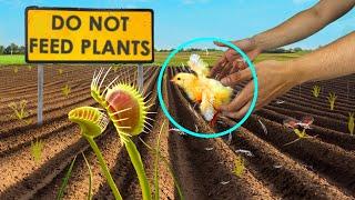 Never Feed Chicken to a Venus Flytrap