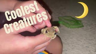 Catching Geckos & Tree Frogs