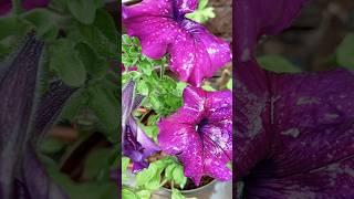 После дождичка в четверг)) #top #топ #дача #rezidencija #flowers #afterrain #цветоводство #цветы