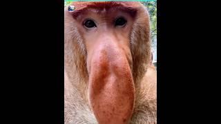 The Most Unluckiest Animals in history || #shorts #animalfacts #animals