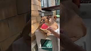 Big Floppa Doesn't Like Watermelon #caracal #bigcat