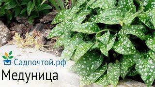 Медуница сахарная, Pulmonaria saccharata яркий, цветущий многолетник