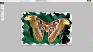 Paint.net видеоурок 4 (первый вид рамки для фото)