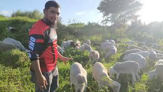 Sheep Livestock Management, simpleng Pag-Aalaga Ng Mga Tupa