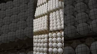 White eggs#dragonsasori #shortsvideo