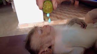 Lemon vs cat and monkey funny video