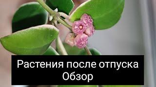 растения после отпуска. обзор