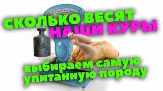 Вес кур // Выбираем самую упитанную // Описание и реальность