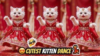 Cat videos funny dance  Videos for cats | बिल्ली डांस | Funny cat Dance #funny #dancingcat #cat