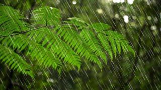 Australian Rainforest Rain Sounds for Sleeping or Focus ️ White Noise Rainstorm