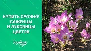 Купить срочно! Саженцы и луковицы цветов осенью